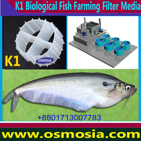 RAS Indoor Fish farming Project and K1 Filter Media, High Stocking Density Aquaculture Farming Biofilter K1 Media Supplier Company in BD